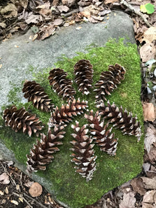Pine Cones, White Pine, 25 Count