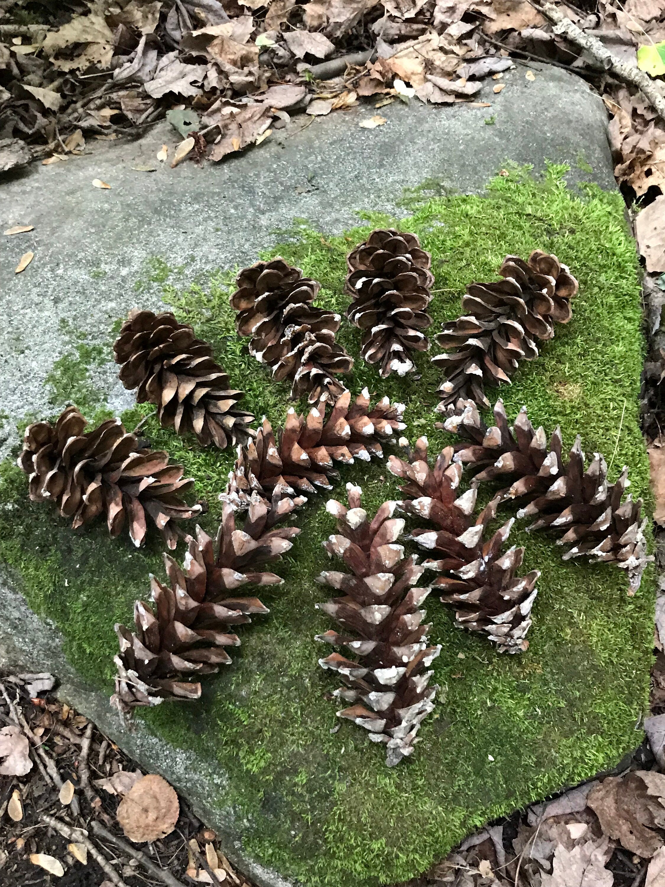 Pine Cones, White Pine, 25 Count