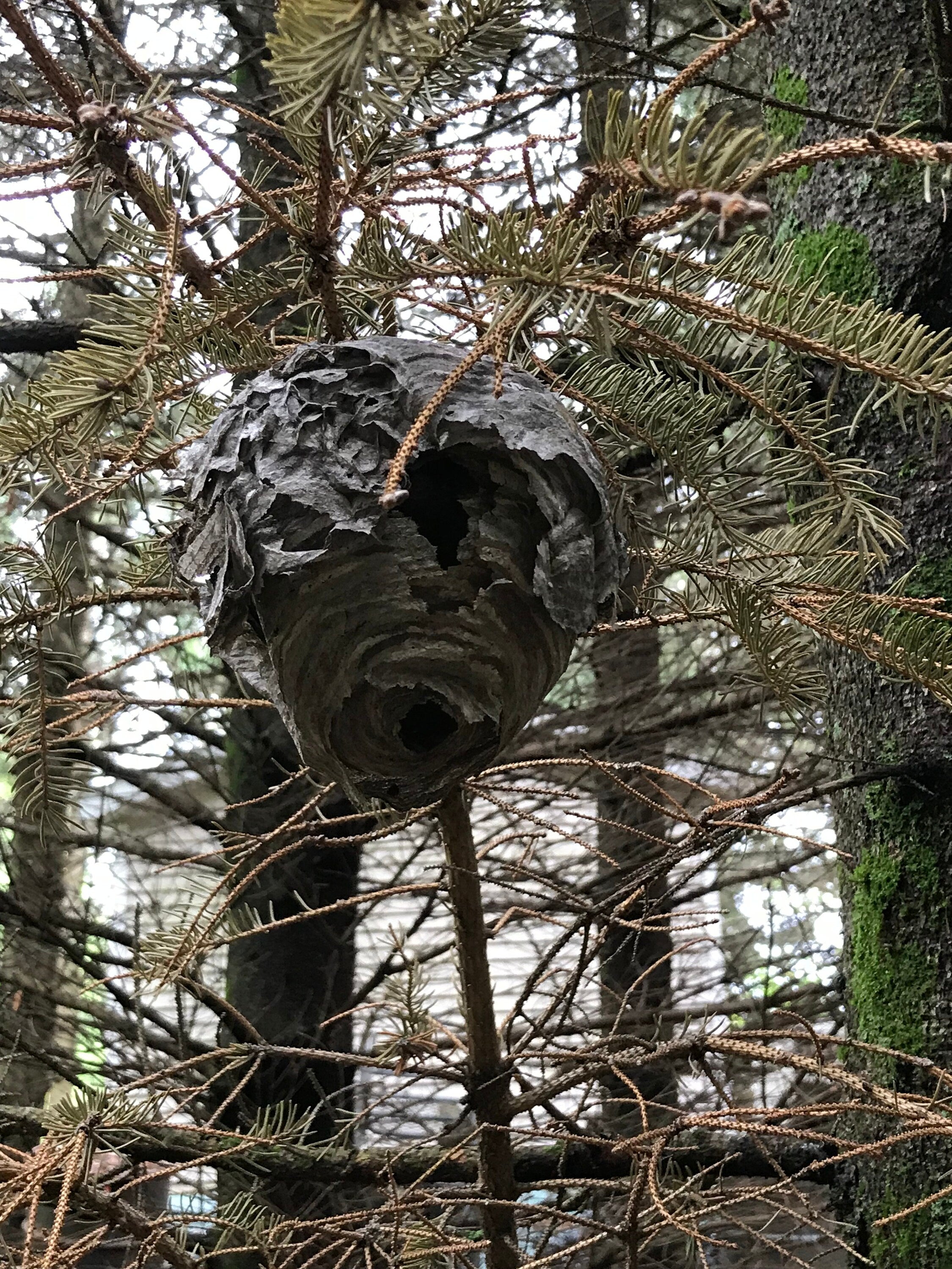 Wasp Nest, paper wasp nest, bees nest