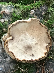 Polypore, Gonk, large, 3 1/2 x3 1/2 x 2 1/2 inches deep