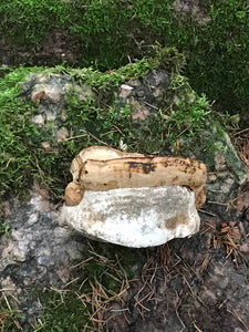 Polypore, Gonk, large, 3 1/2 x3 1/2 x 2 1/2 inches deep