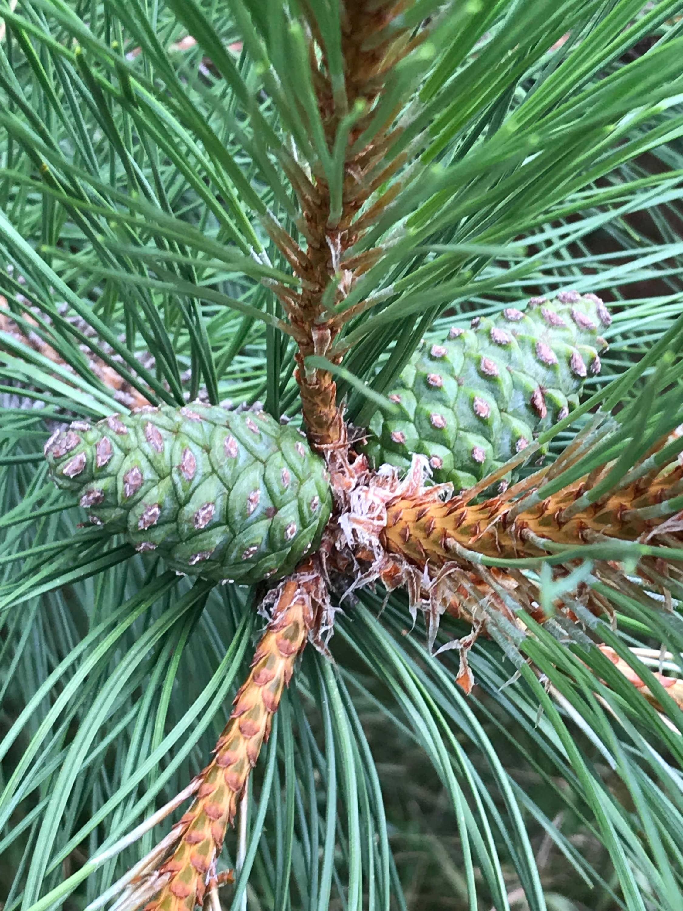 Pine Cones From Red Pine Trees, Unopened, Green or Purplish in Color, Limited Time Available, 100 Count