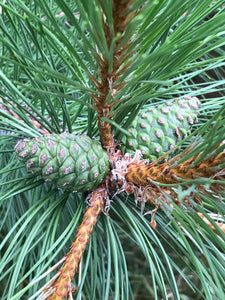 Pine Cones From Red Pine Trees, Unopened, Green or Purplish in Color, Limited Time Available, 25 Count