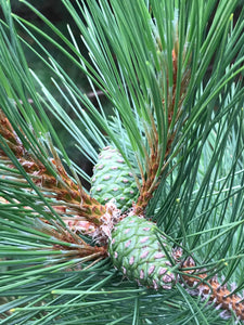 Pine Cones From Red Pine Trees, Unopened, Green or Purplish in Color, Limited Time Available, 100 Count