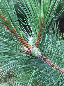 Pine Cones From Red Pine Trees, Unopened, Green or Purplish in Color, Limited Time Available, 100 Count