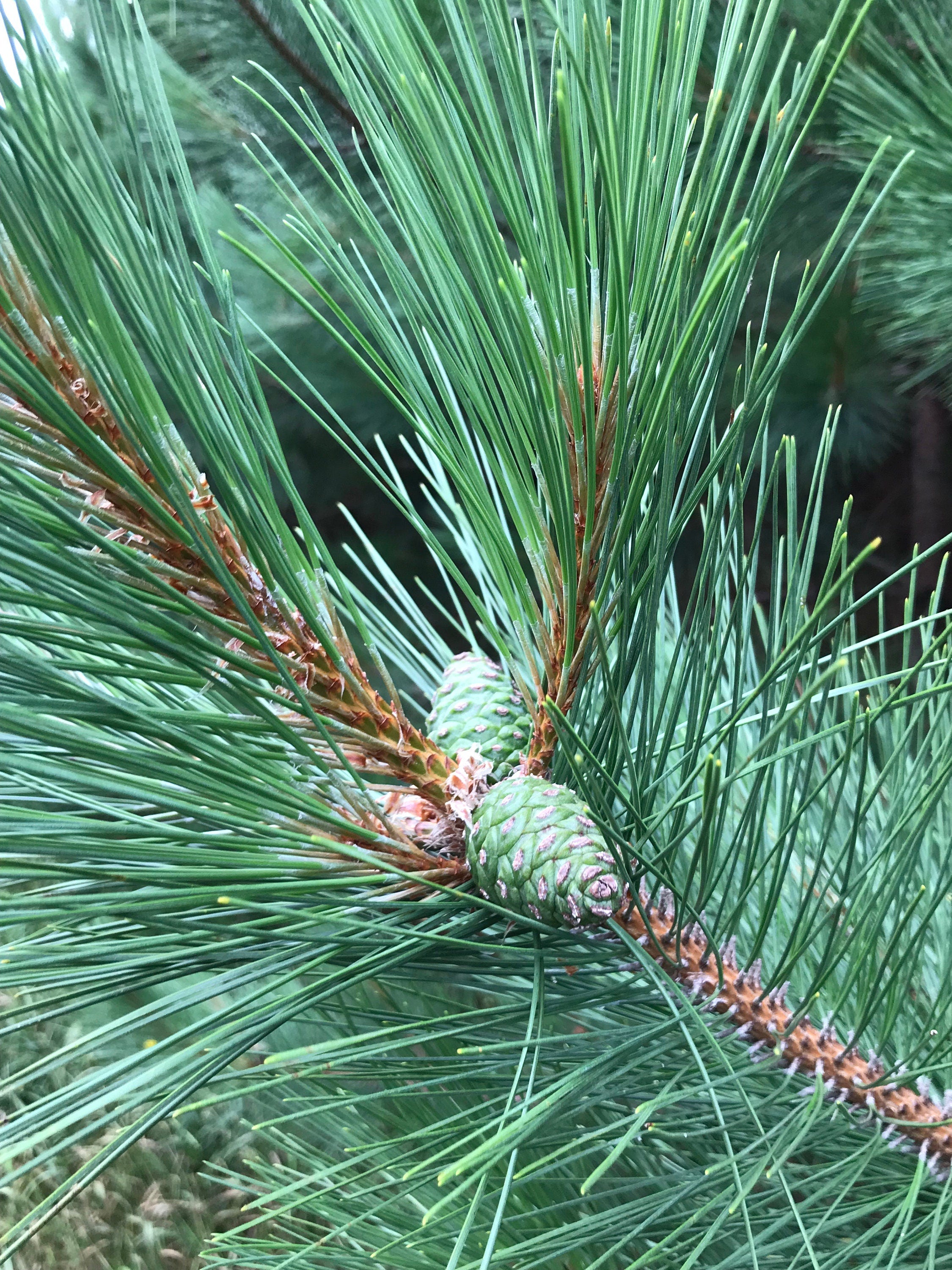 Pine Cones From Red Pine Trees, Unopened, Green or Purplish in Color, Limited Time Available, 25 Count