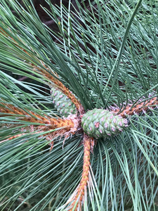 Pine Cones From Red Pine Trees, Unopened, Green or Purplish in Color, Limited Time Available, 100 Count