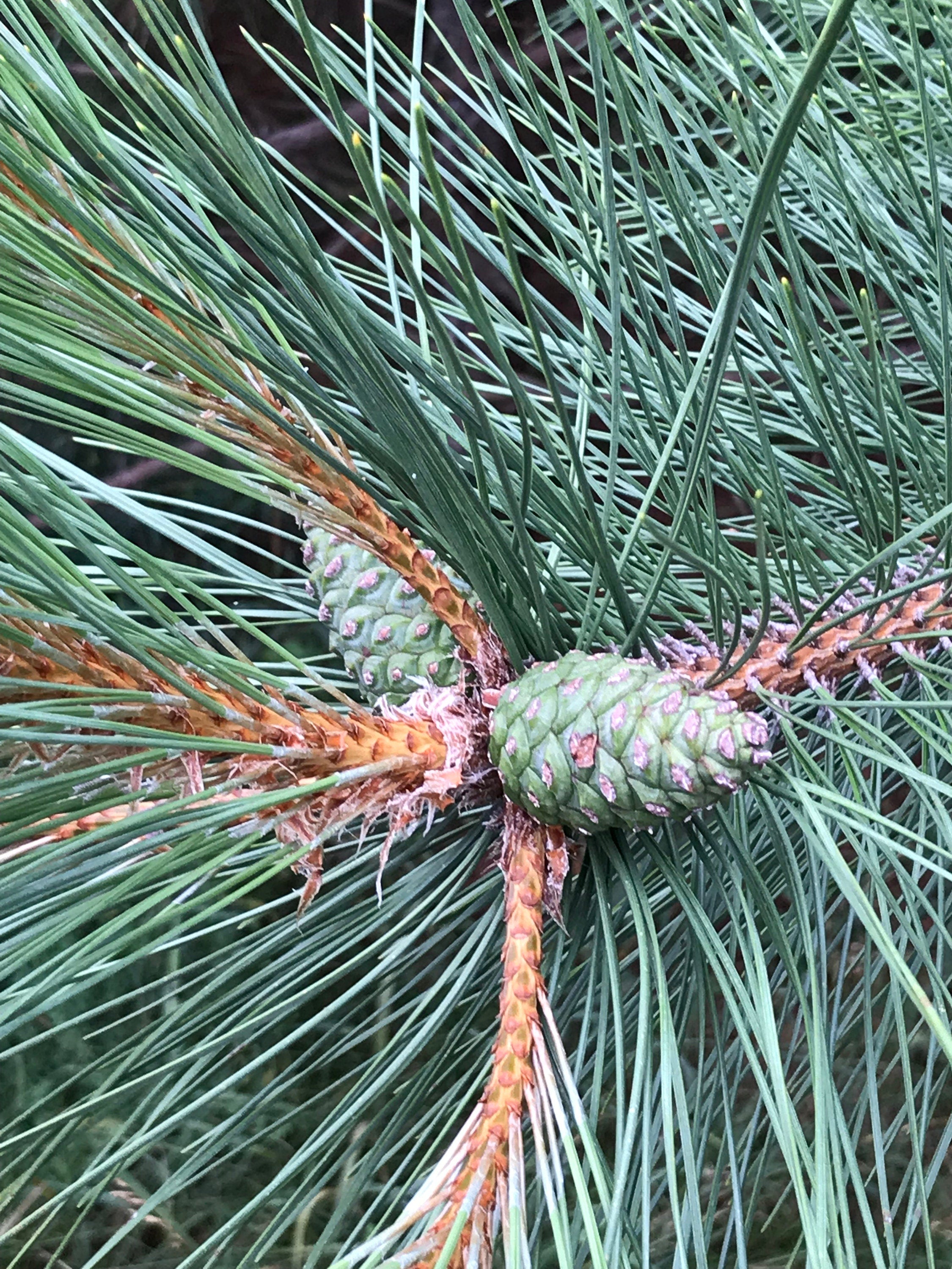 Pine Cones From Red Pine Trees, Unopened, Green or Purplish in Color, Limited Time Available, 25 Count