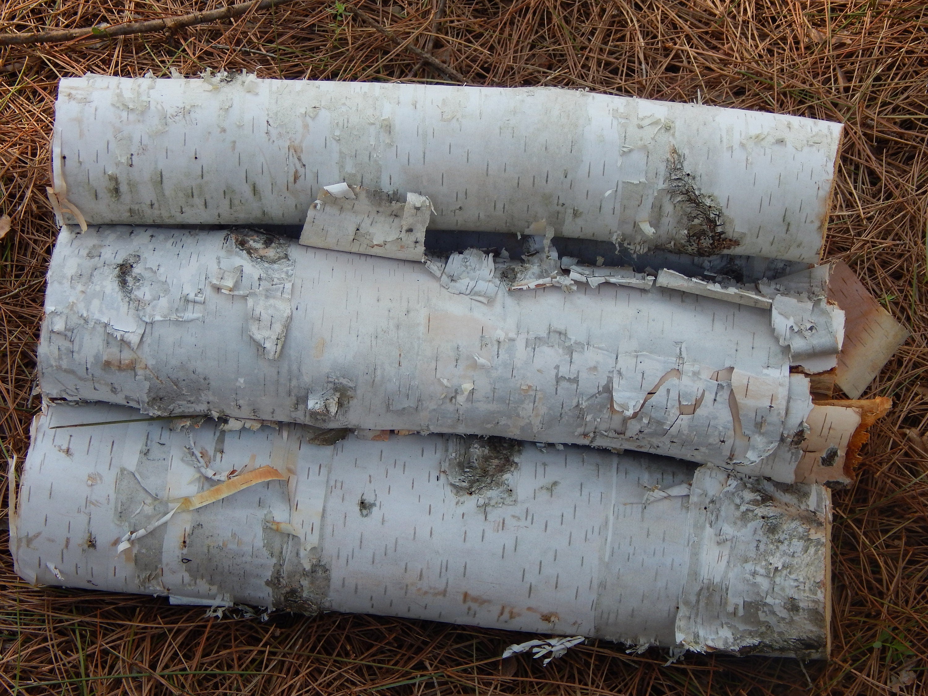 White Birch logs, 6 count, 12 inches long and between 3 & 4 inches in diameter