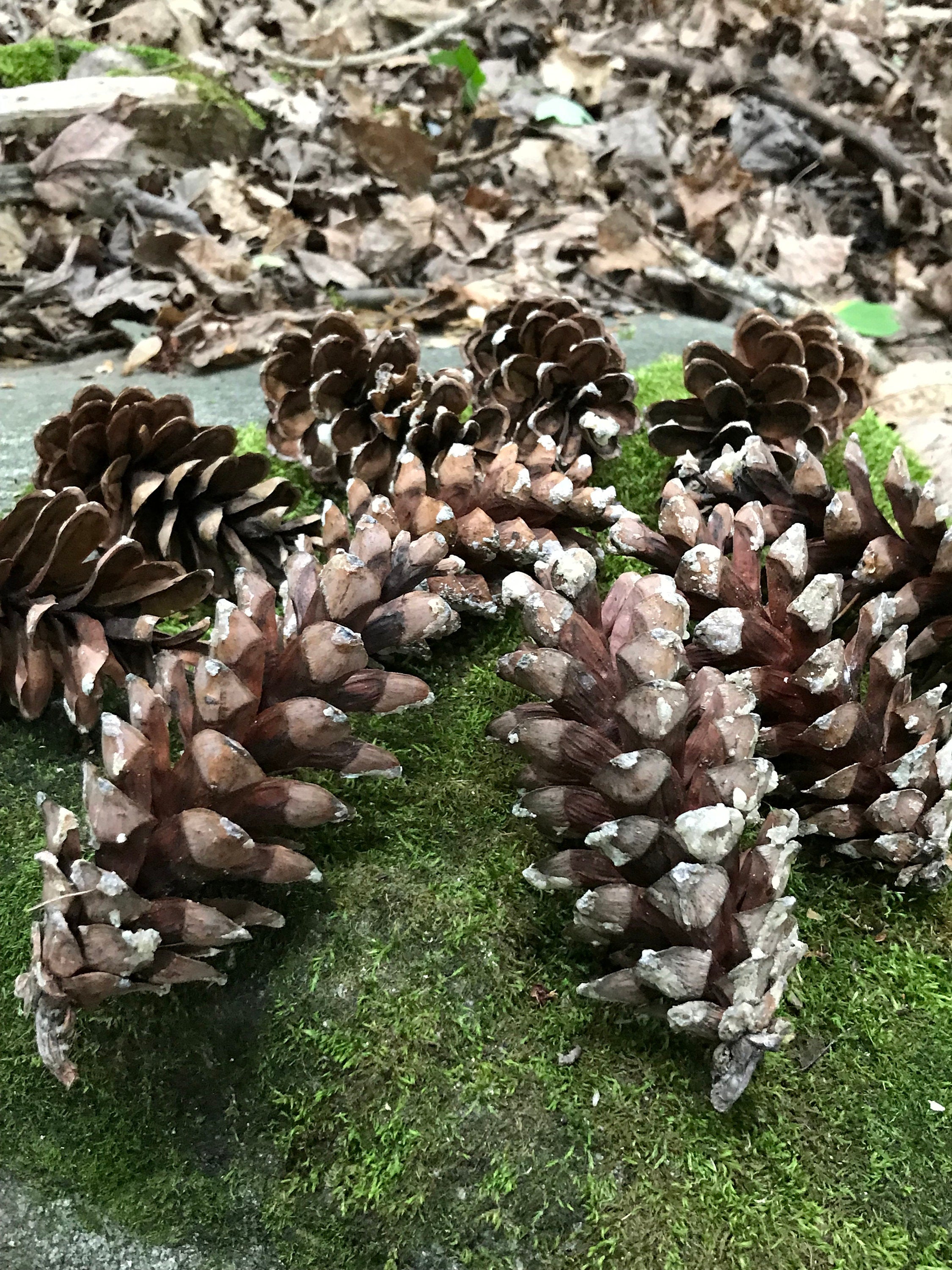 Pine Cones, White Pine, 50 Count