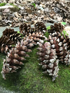 Pine Cones, White Pine, 25 Count