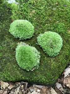 Cushion Moss, Three Live Pieces, Each About 2-3 Inches in Diameter
