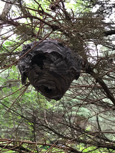 Wasp Nest, paper wasp nest, bees nest