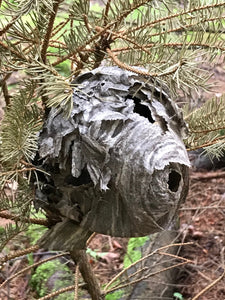 Wasp Nest, paper wasp nest, bees nest