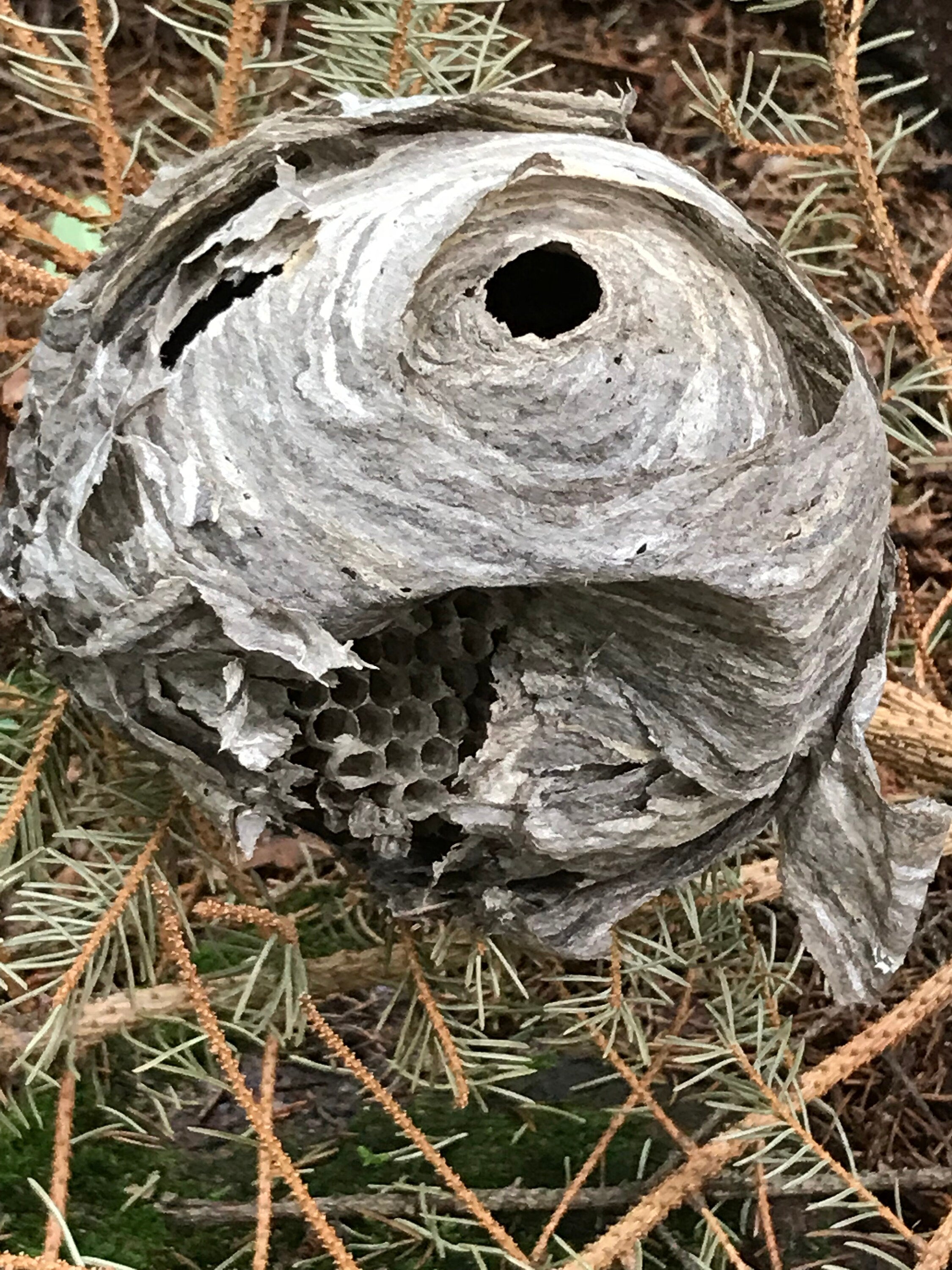 Wasp Nest, paper wasp nest, bees nest