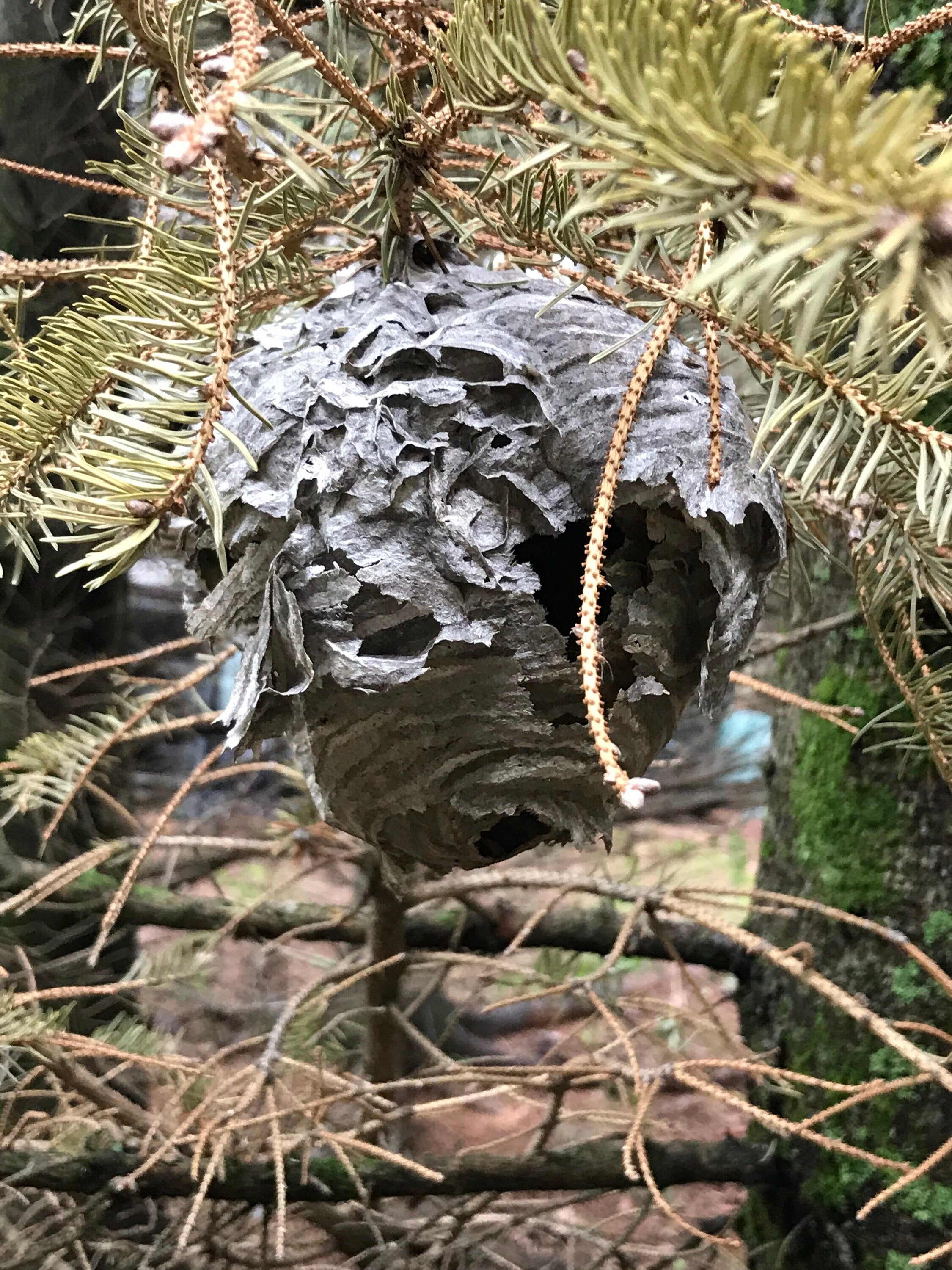 Wasp Nest, paper wasp nest, bees nest