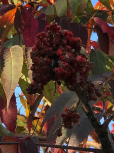 Sumac Branch with Fruit, 3 pack, limited time, seasonal