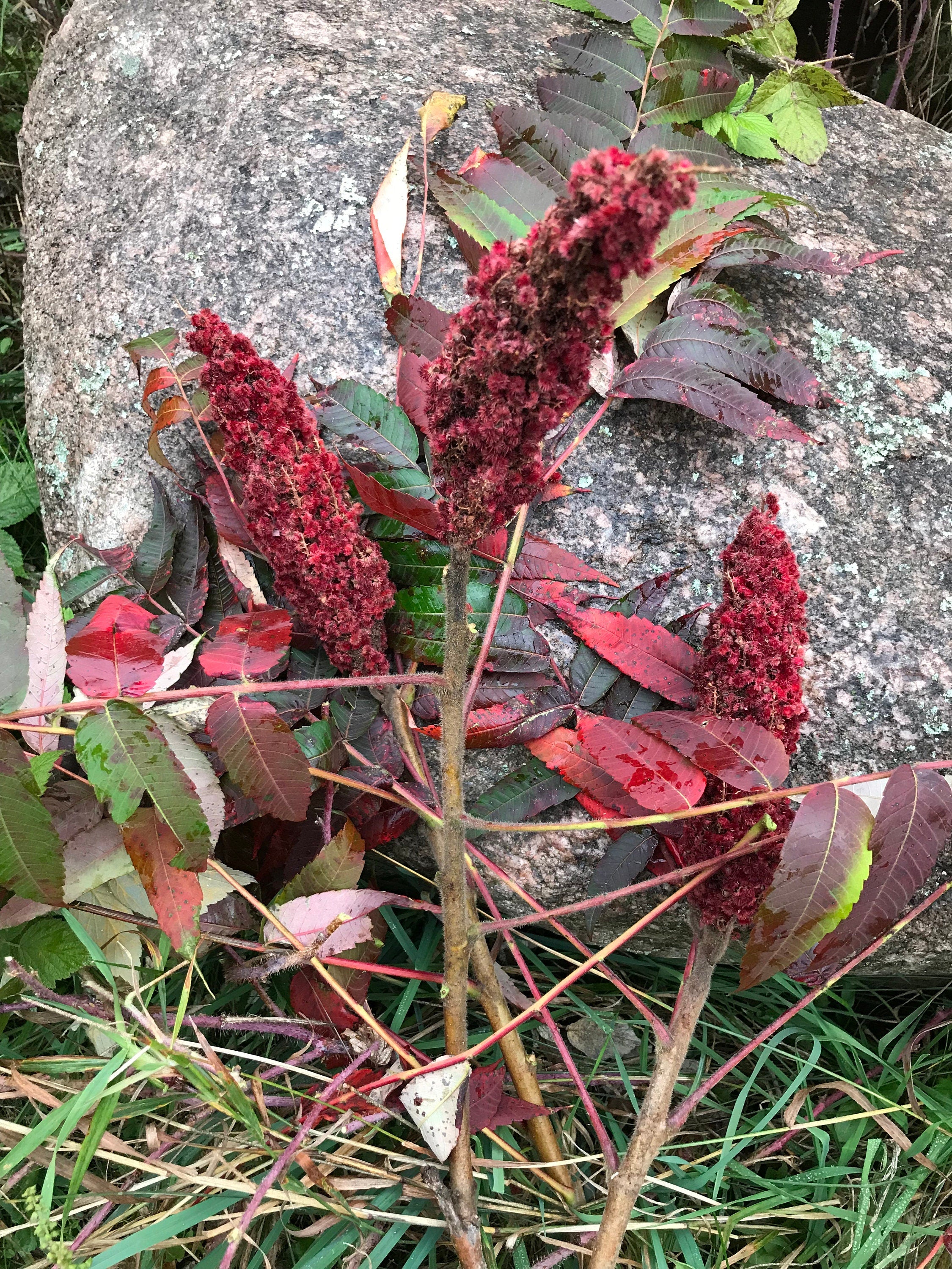 Sumac Branch with Fruit, 3 pack, limited time, seasonal