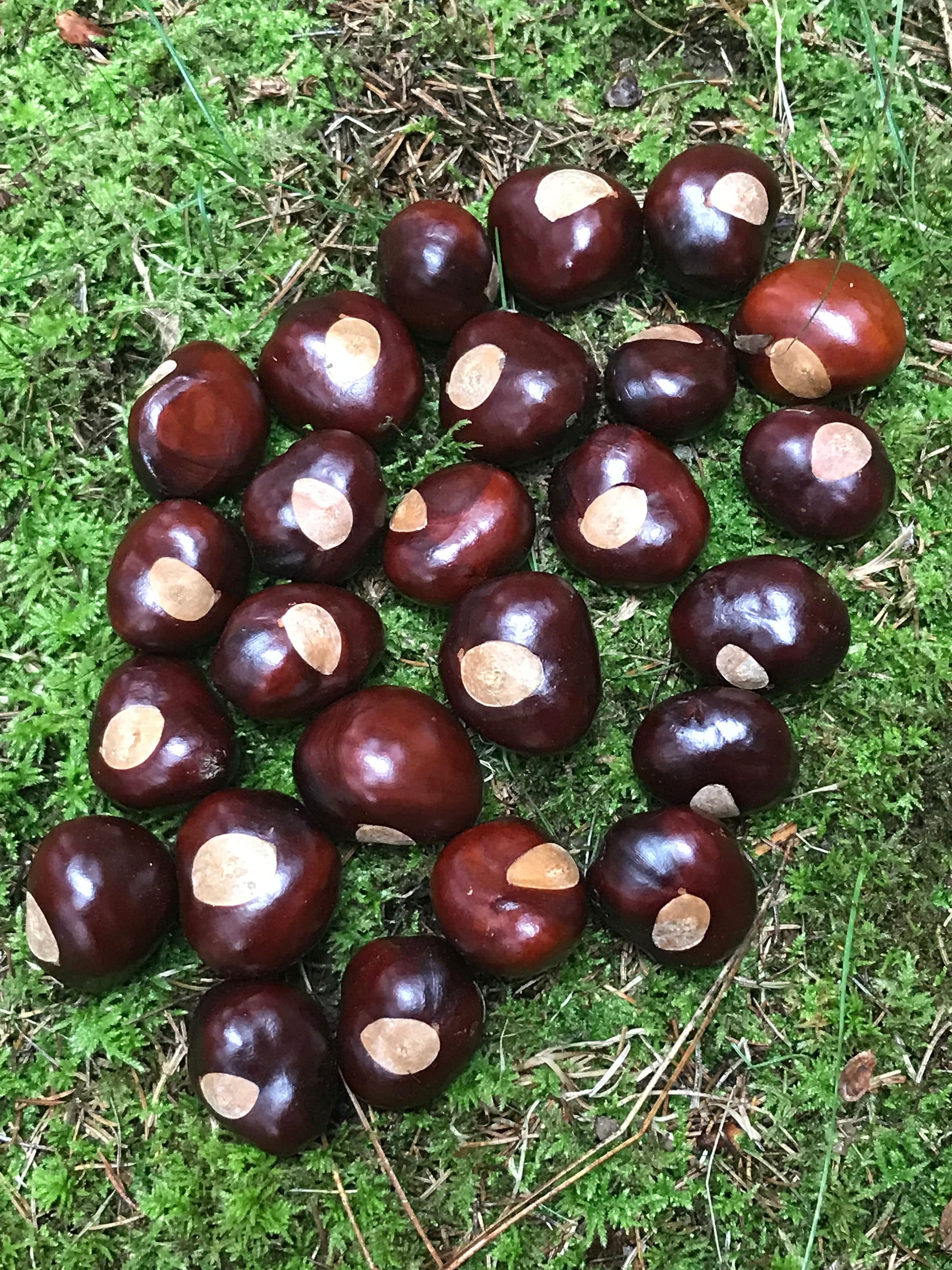 Chestnuts/Buckeyes, 50 count