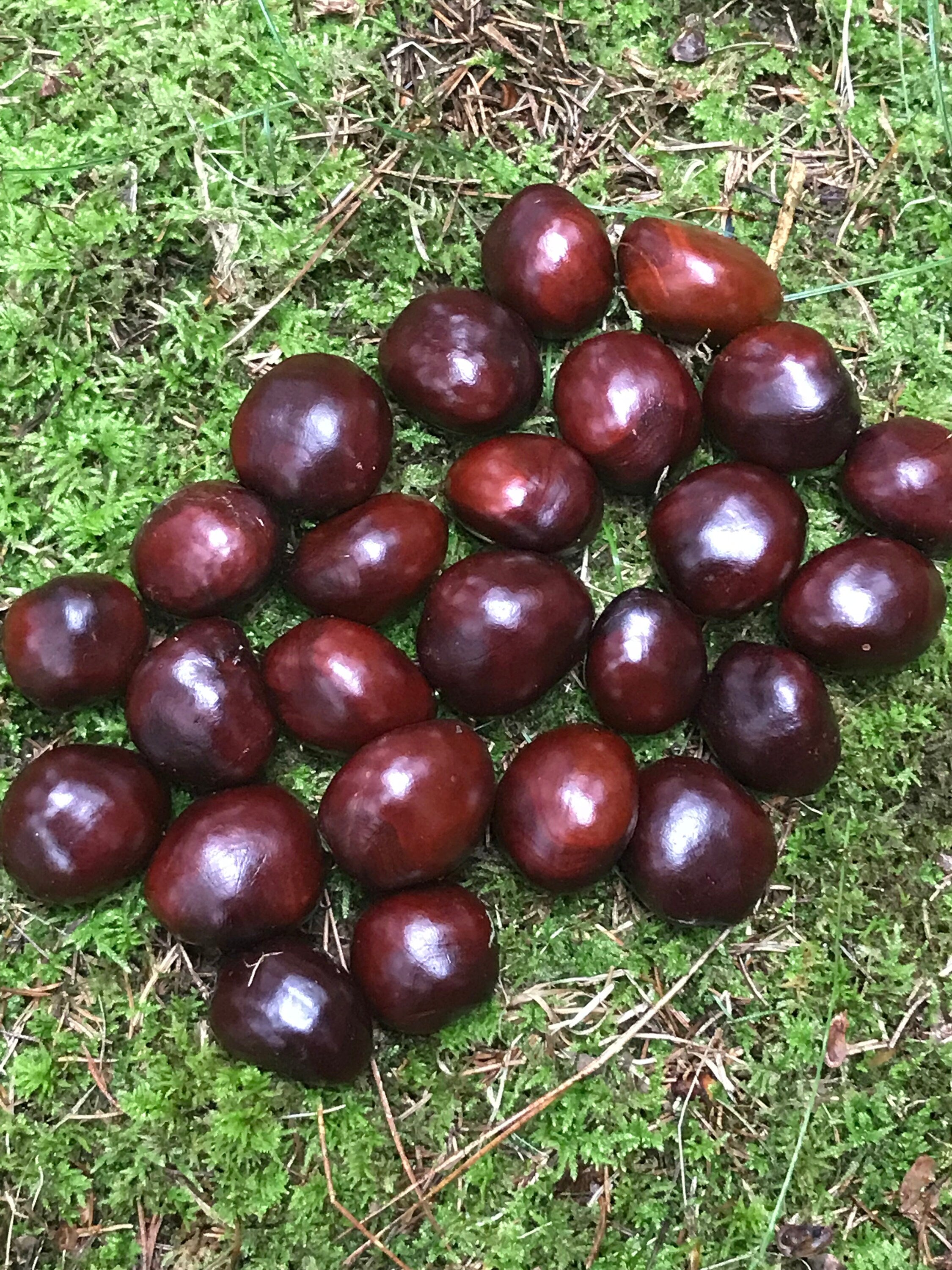 Chestnuts/Buckeyes, 50 count