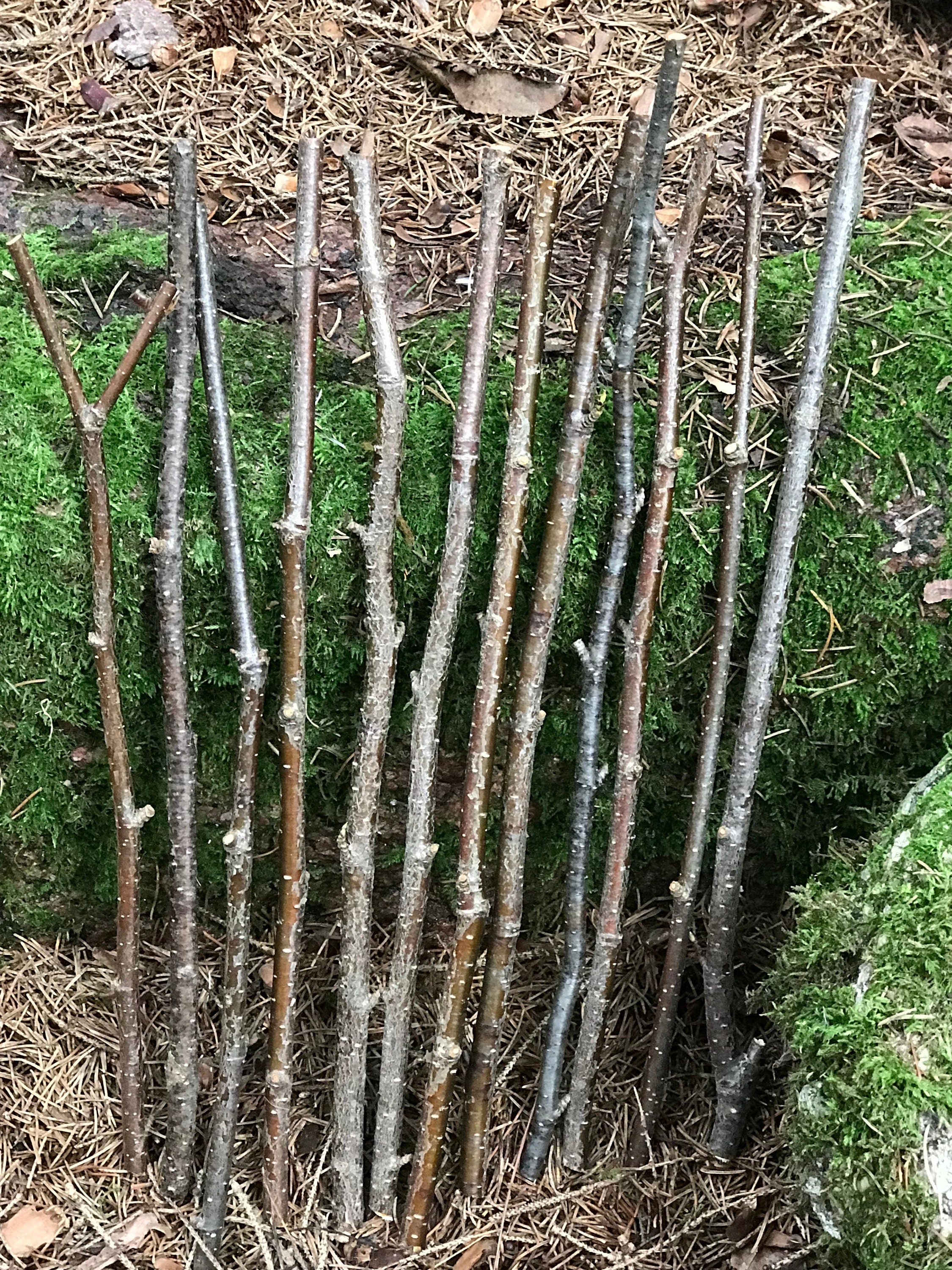 Yellow Birch Branches, 14 golden brown twigs. 12 inches in length