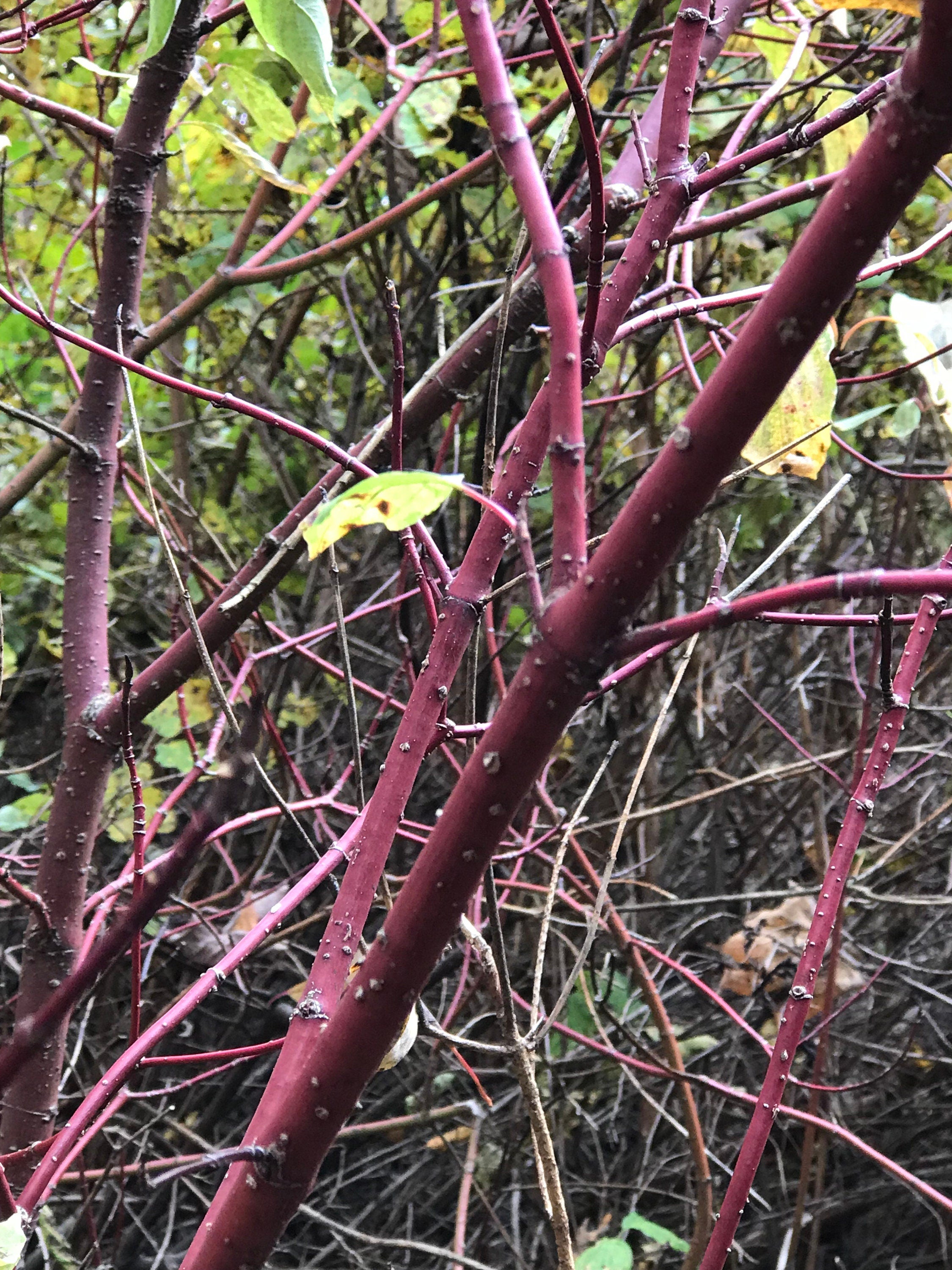 Sticks, Red Branches, Dogwood Red Osier,  8 ounce bundle