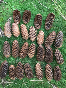 Spruce Cones, White Spruce, 250 Count