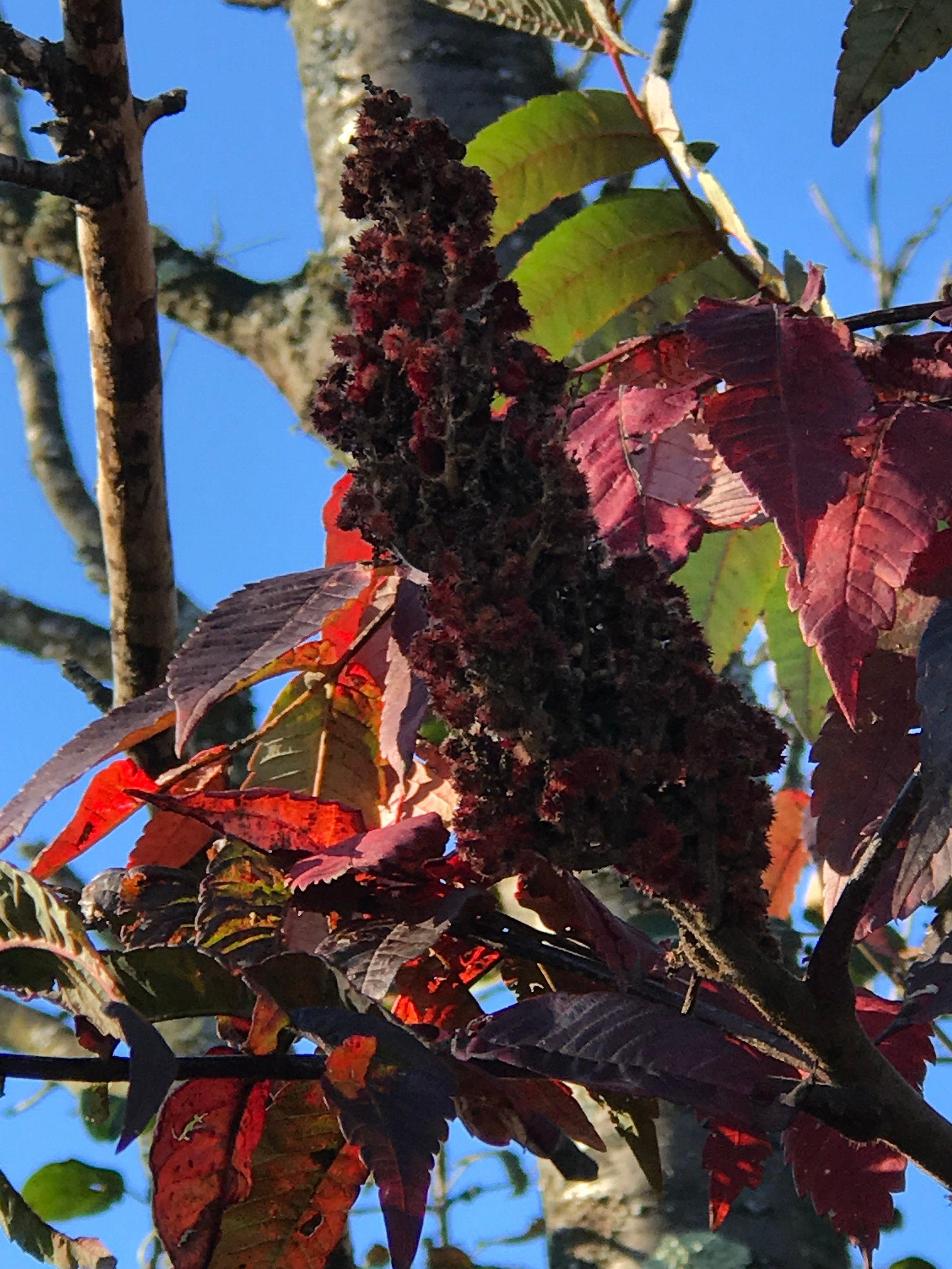 Sumac Branch with Fruit, 3 pack, limited time, seasonal