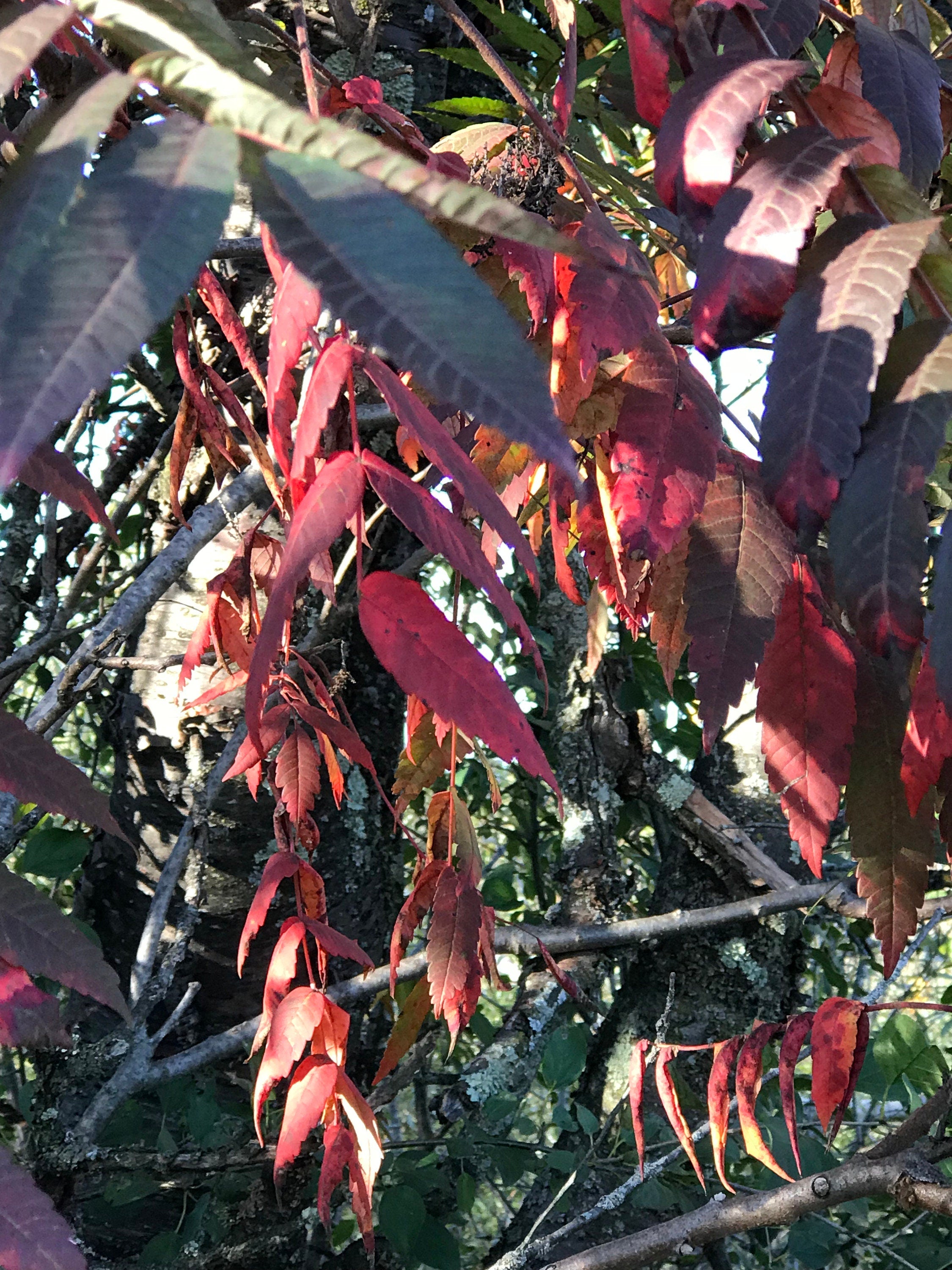 Sumac Branch with Fruit, 3 pack, limited time, seasonal