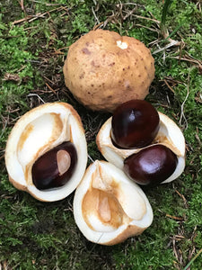 Chestnuts/Buckeyes, 50 count