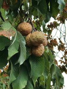 Chestnuts/Buckeyes, 50 count