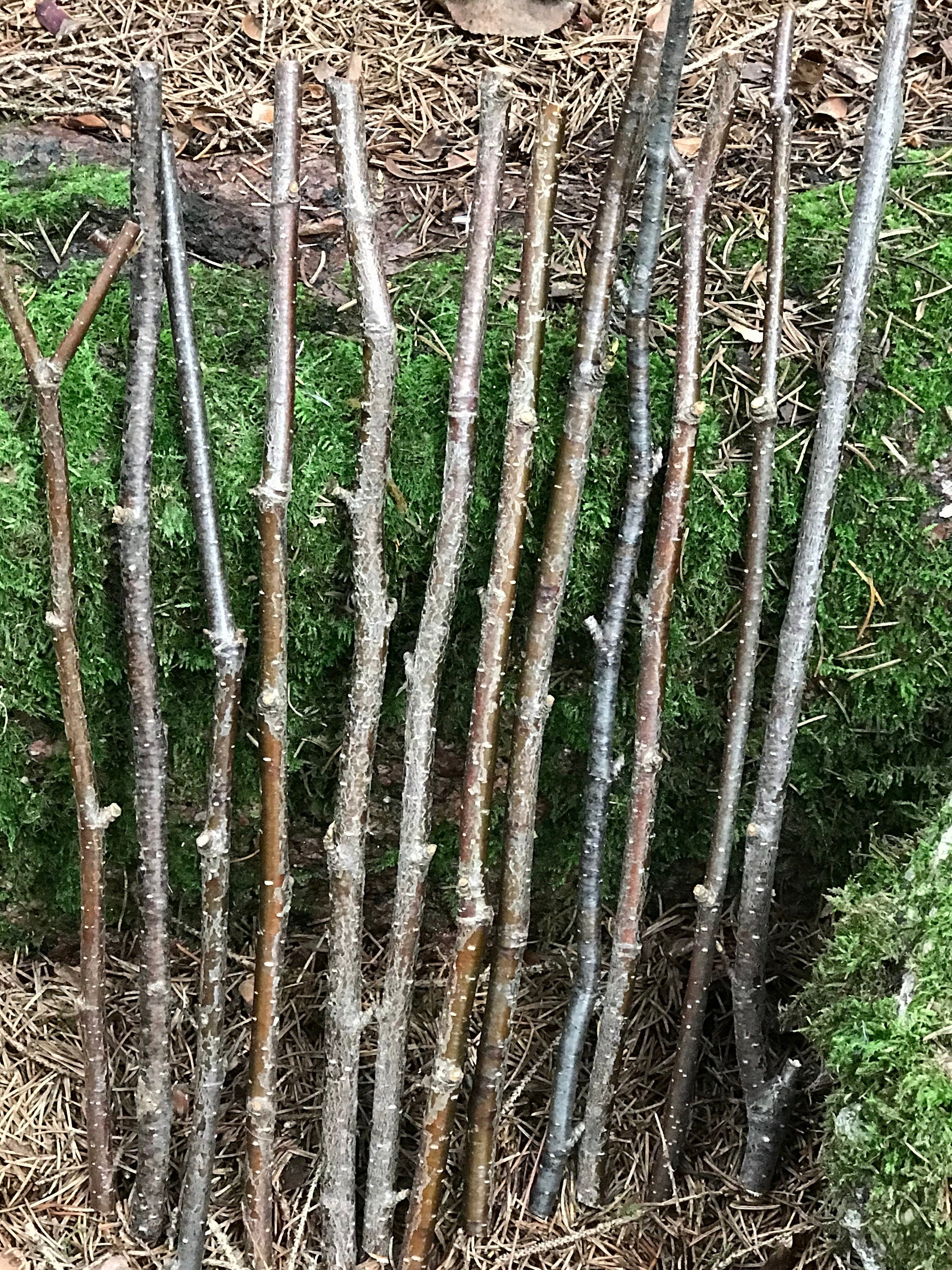 Yellow Birch Branches, 14 golden brown twigs. 12 inches in length