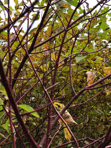 Sticks, Red Branches, Dogwood Red Osier,  8 ounce bundle