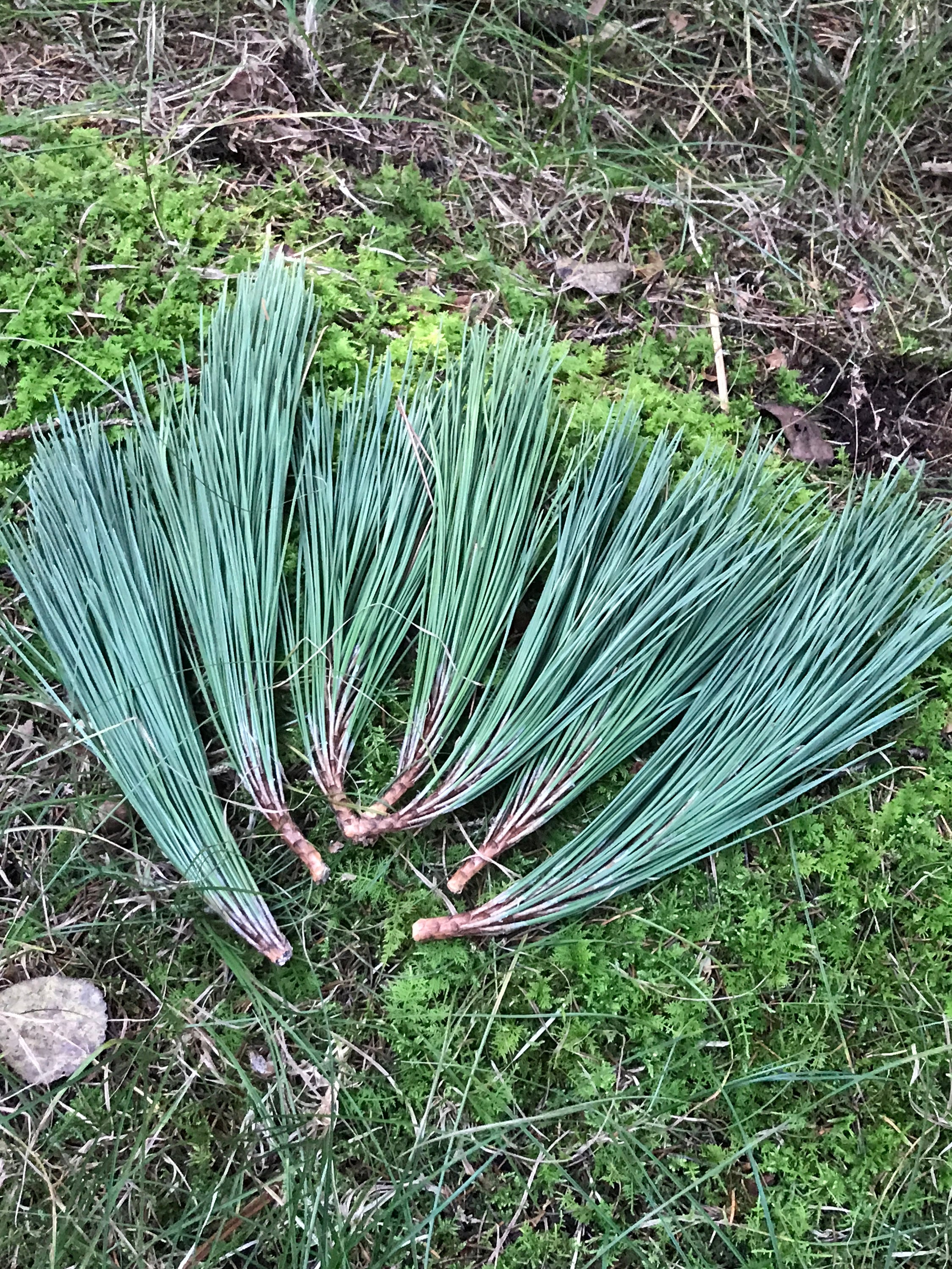 PINE NEEDLES, Red Pine, 6 clumps