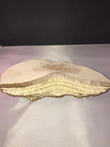 Polypore Conk, 12 x 6 inches, 2 1/2 high