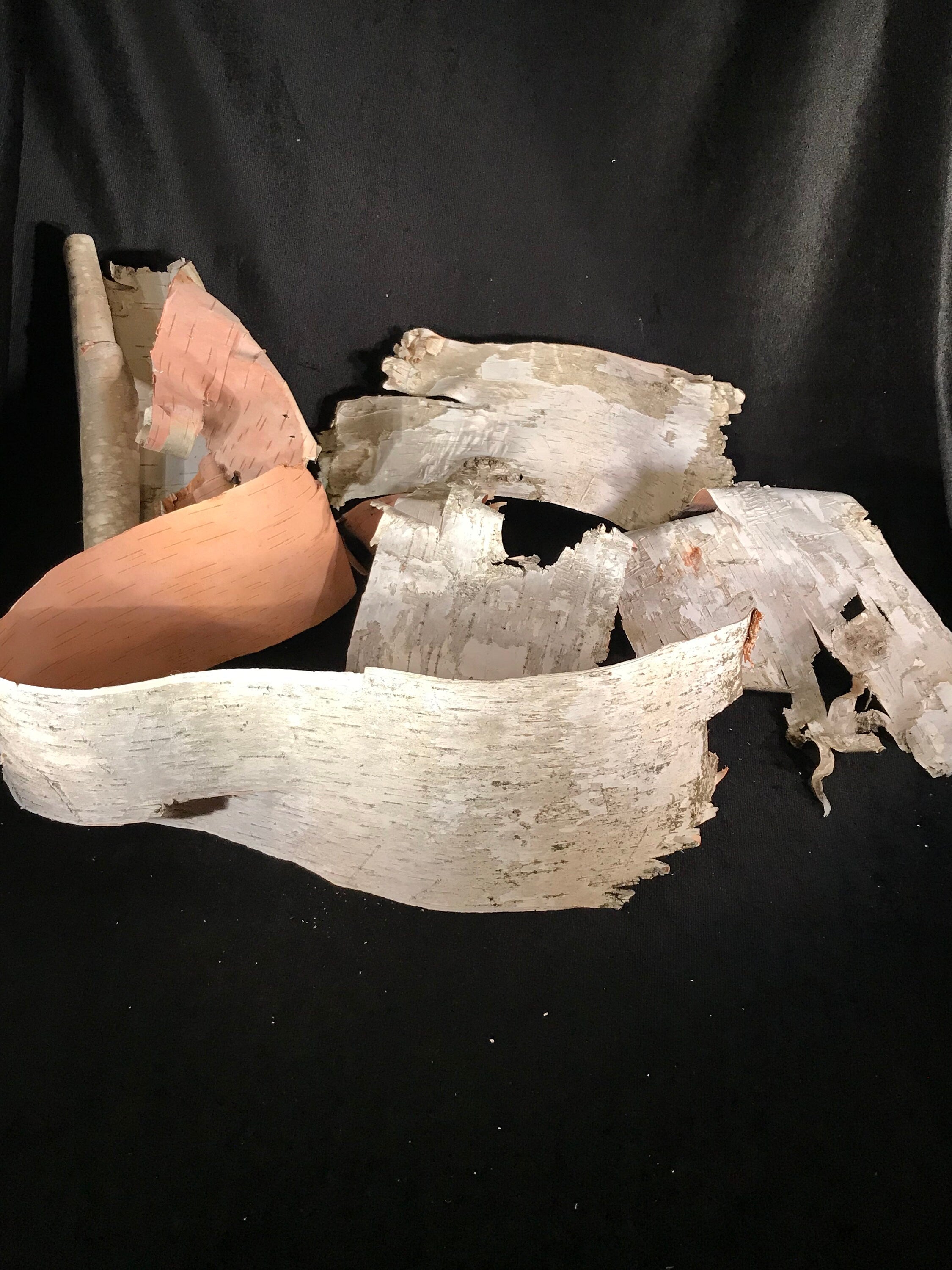 White Birch Bark, Five Large pieces