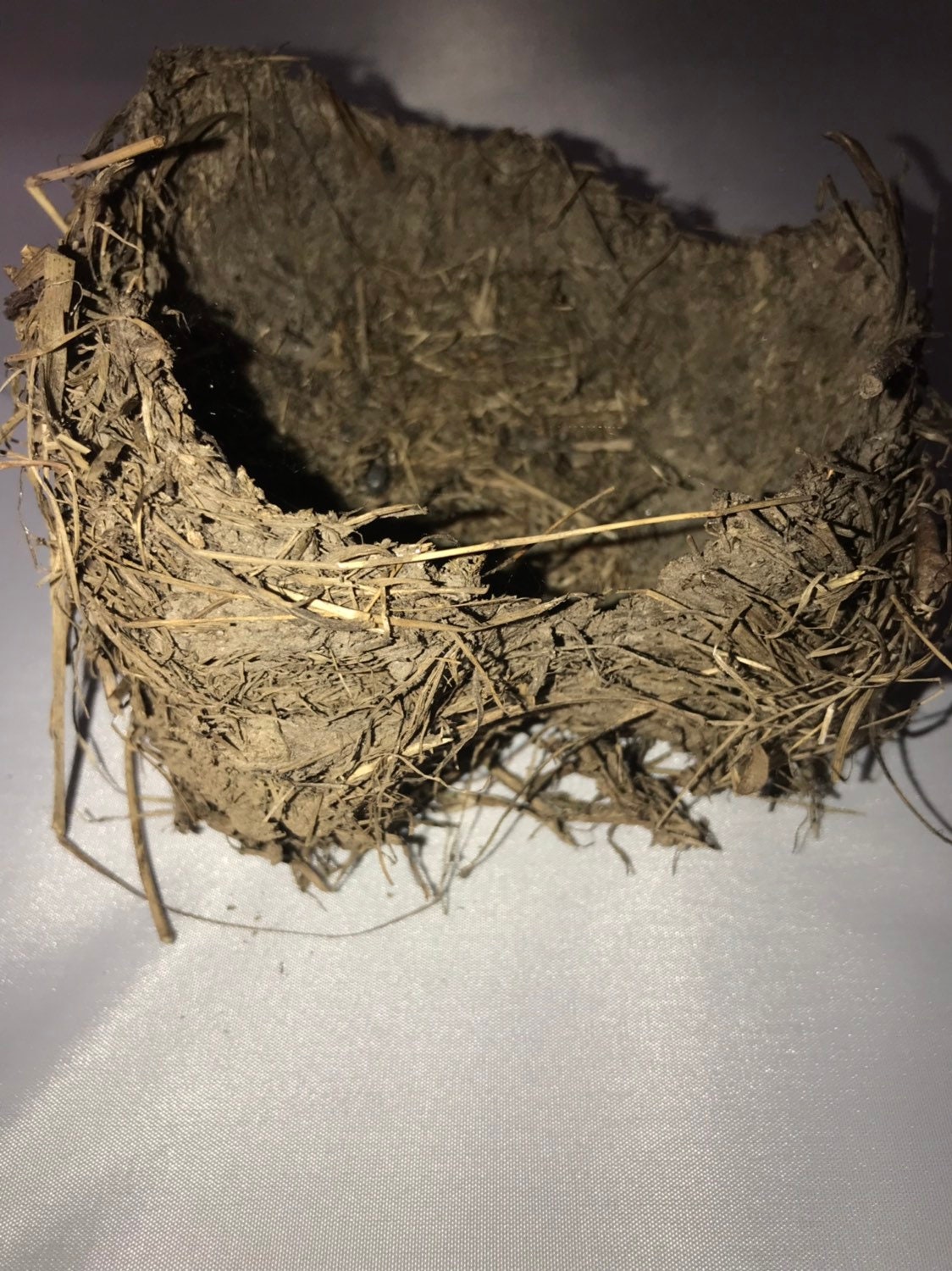 Muddy Bird's Nest