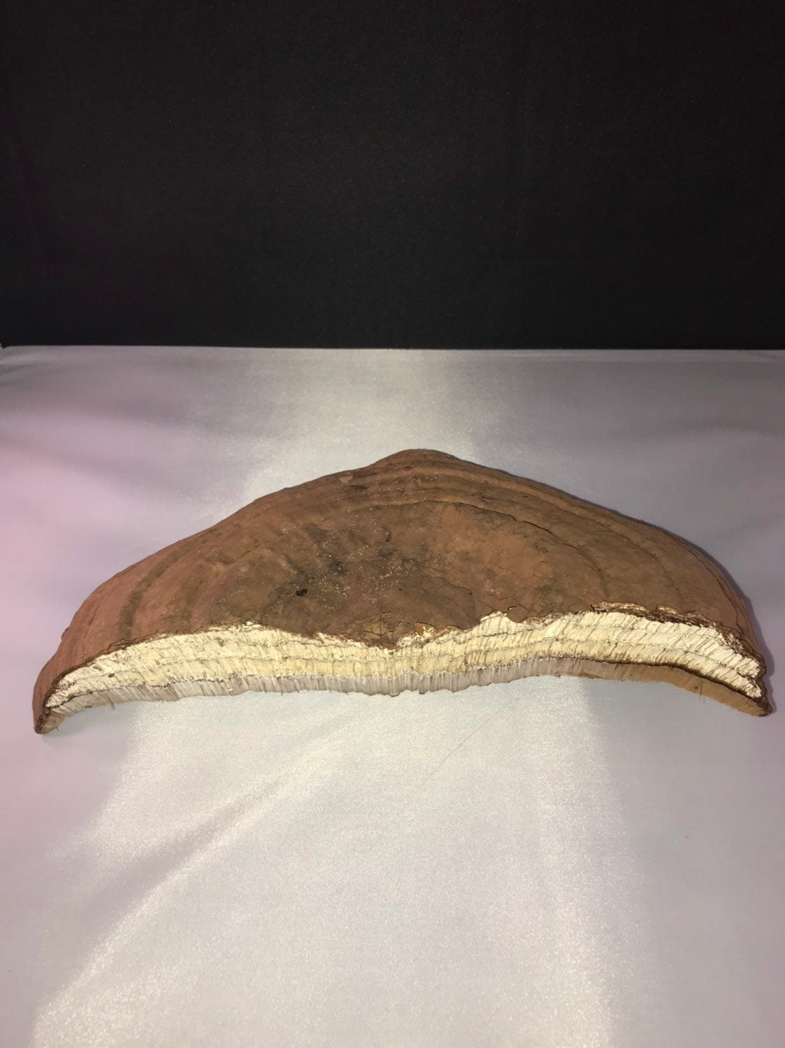 Polypore Conk, 12 x 6 inches, 2 1/2 high