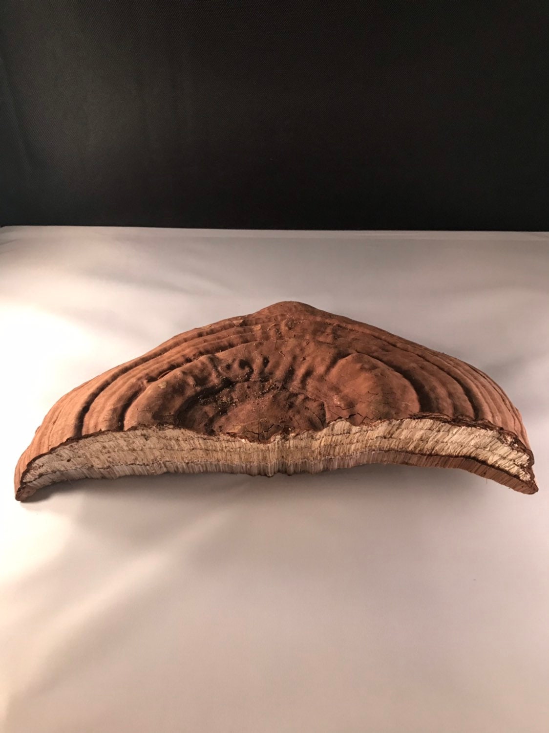 Polypore Conk, 12 x 6 inches, 2 1/2 high