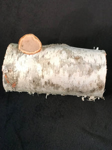 White Birch log, with one inch polypore with spalted ends.  Log is 6 inches high and 2 3/4 inch diameter