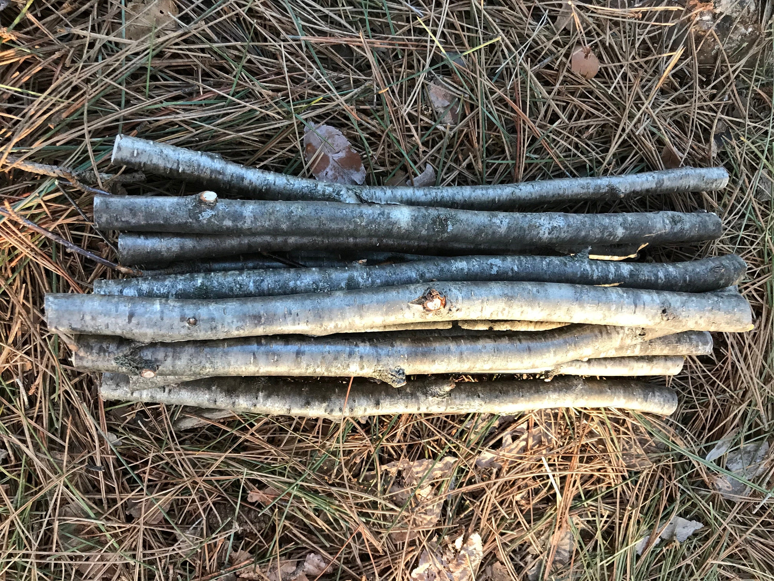 Yellow Birch Sticks, 12 Golden Brown Branches, 12 Inches Long by 1/2-1 Inch Diameter