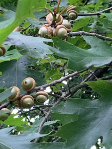Acorns, Red Oak, Young and Green in Color, Limited Time Available, 100 Count