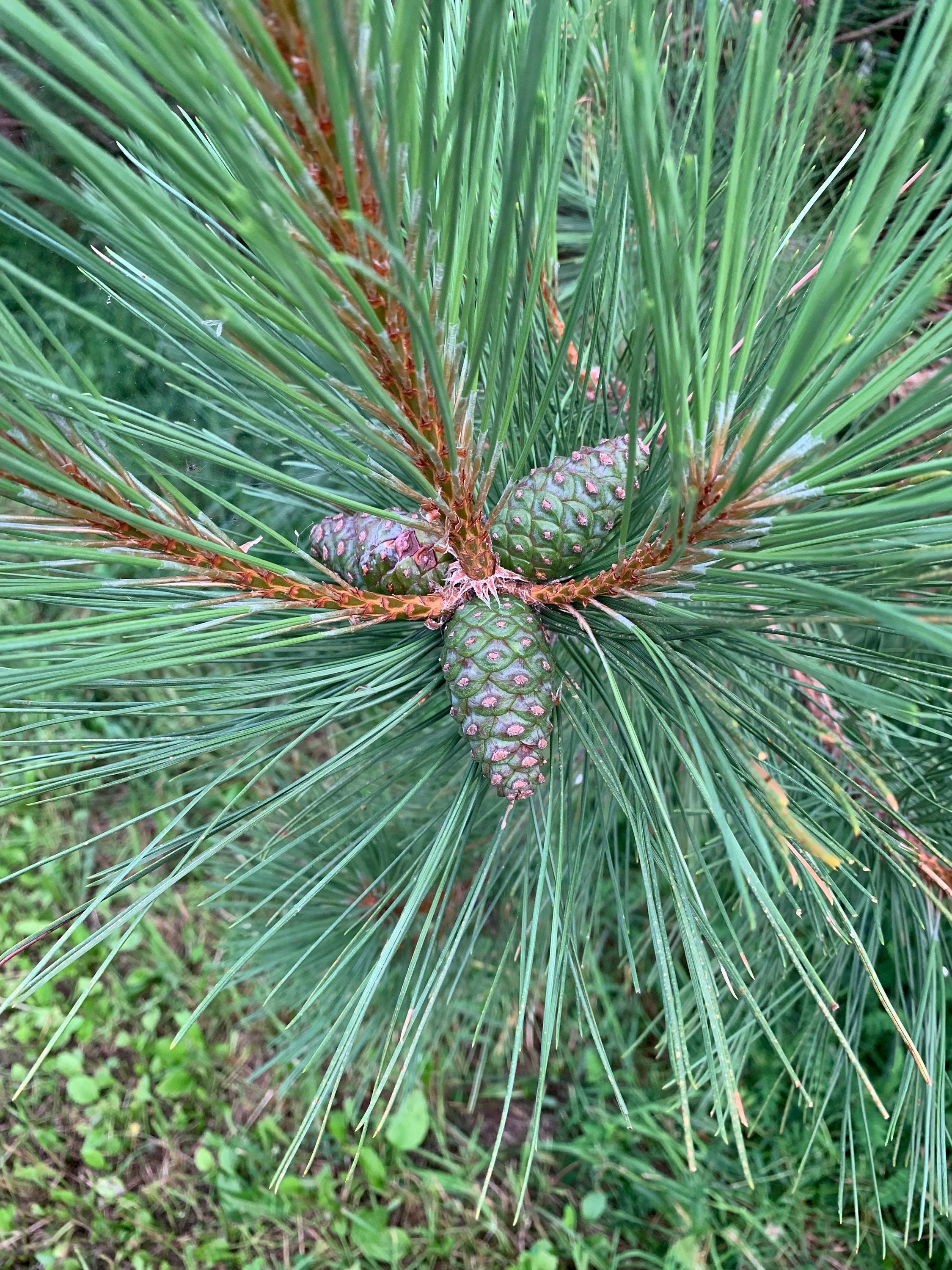 Pine Cones From Red Pine Trees, Unopened, Green or Purplish in Color, Limited Time Available, 25 Count