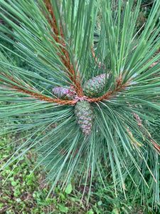 Pine Cones From Red Pine Trees, Unopened, Green or Purplish in Color, Limited Time Available, 100 Count