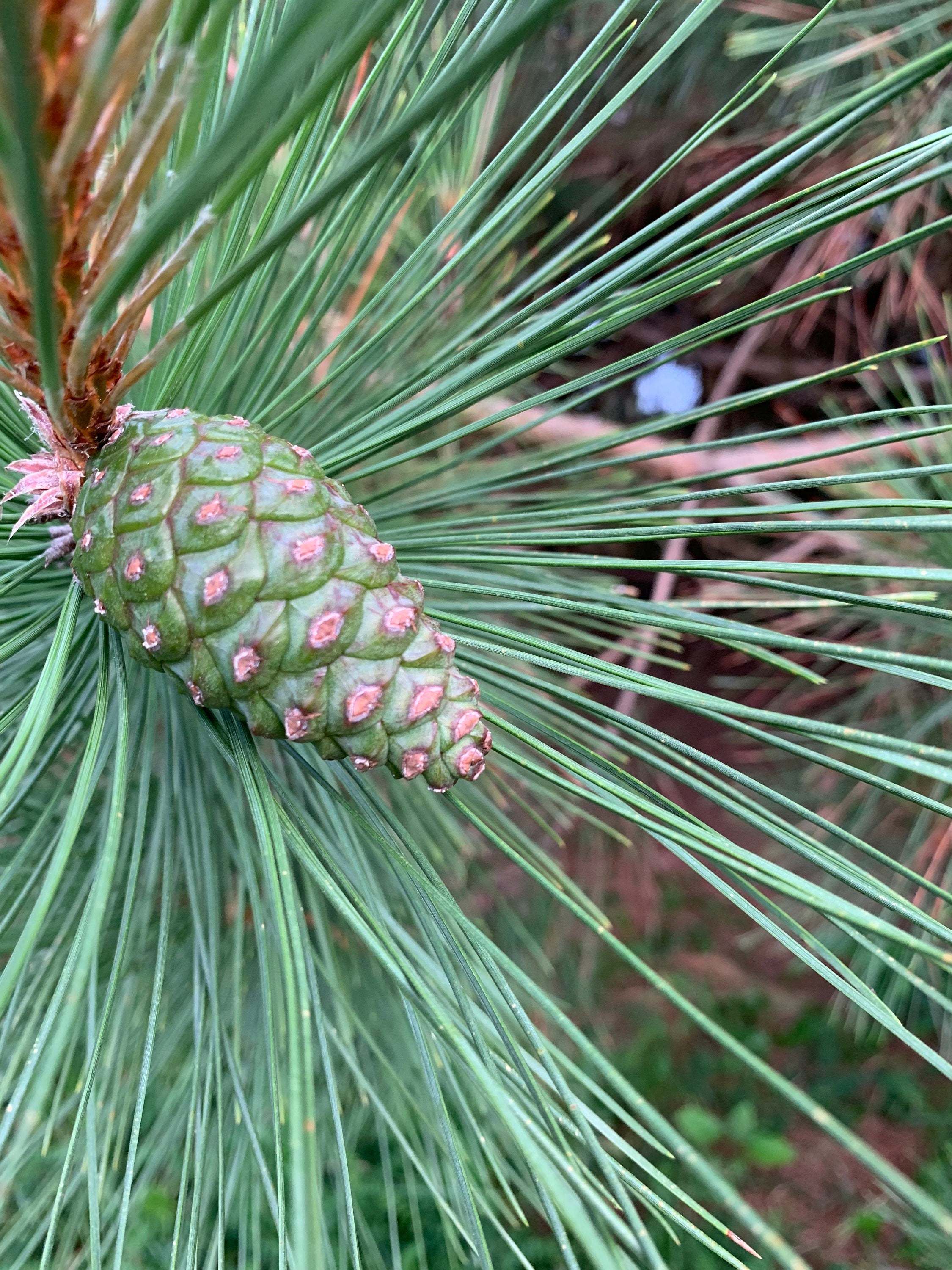 Pine Cones From Red Pine Trees, Unopened, Green or Purplish in Color, Limited Time Available, 25 Count