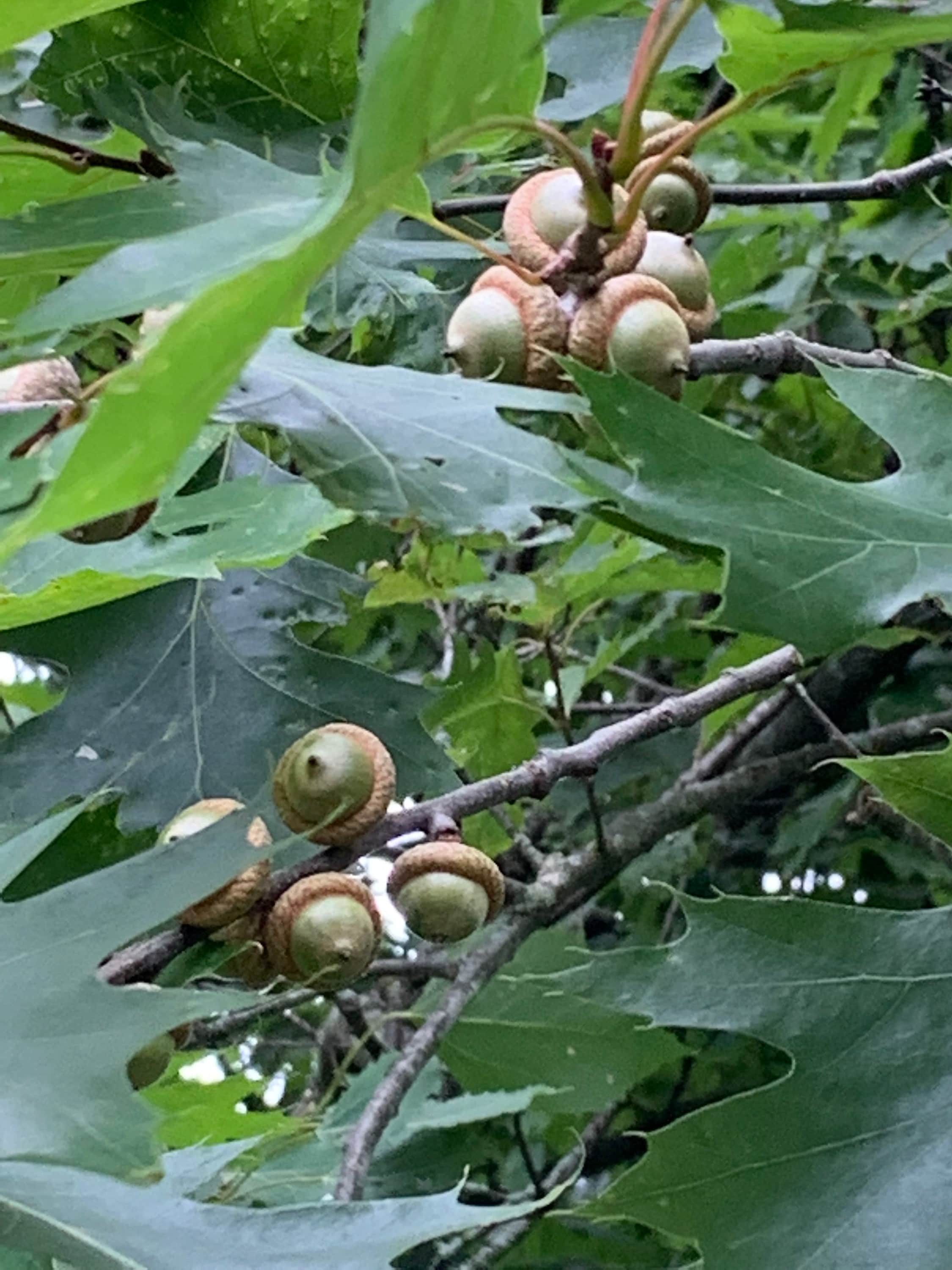 Acorns, Red Oak, Young and Green in Color, Limited Time Available, 100 Count