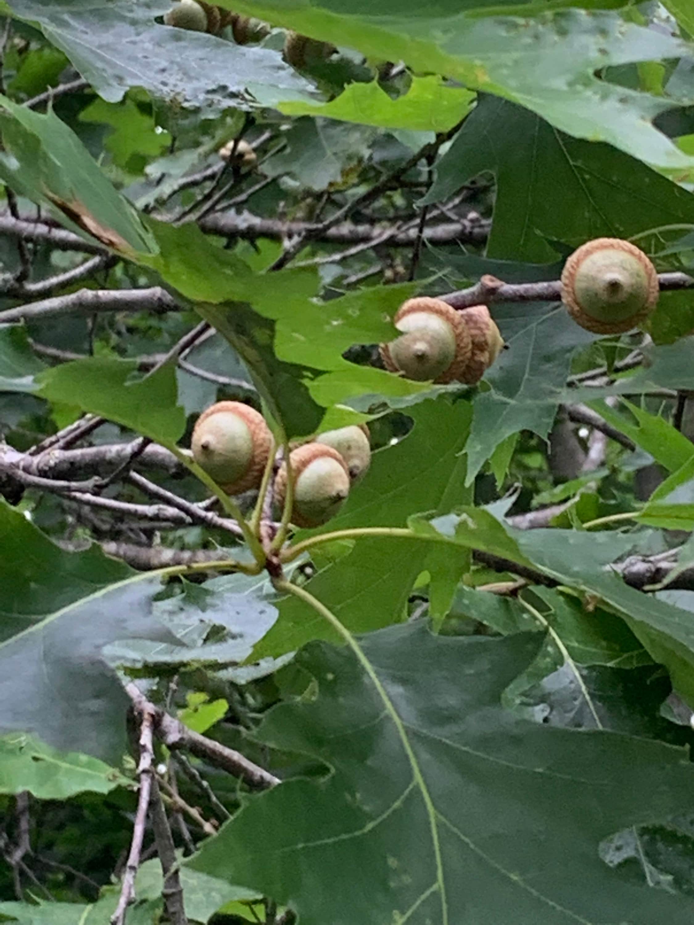 Acorns, Red Oak, Young and Green in Color, Limited Time Available, 100 Count