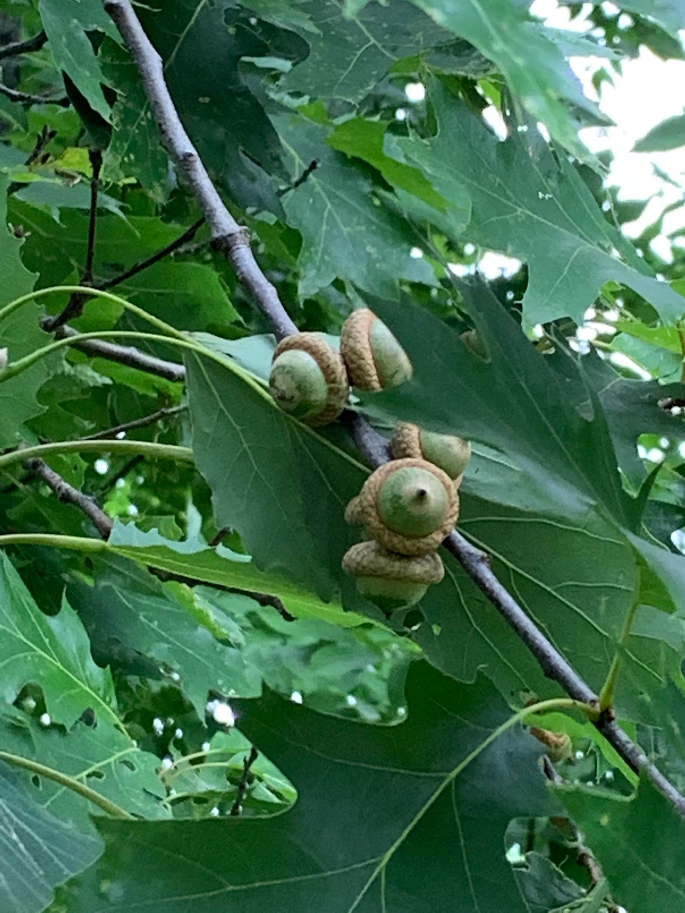 Acorns, Red Oak, Young and Green in Color, Limited Time Available, 100 Count