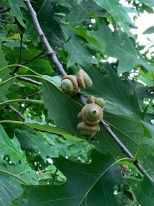 Acorns, Red Oak, Young and Green in Color, Limited Time Available, 100 Count