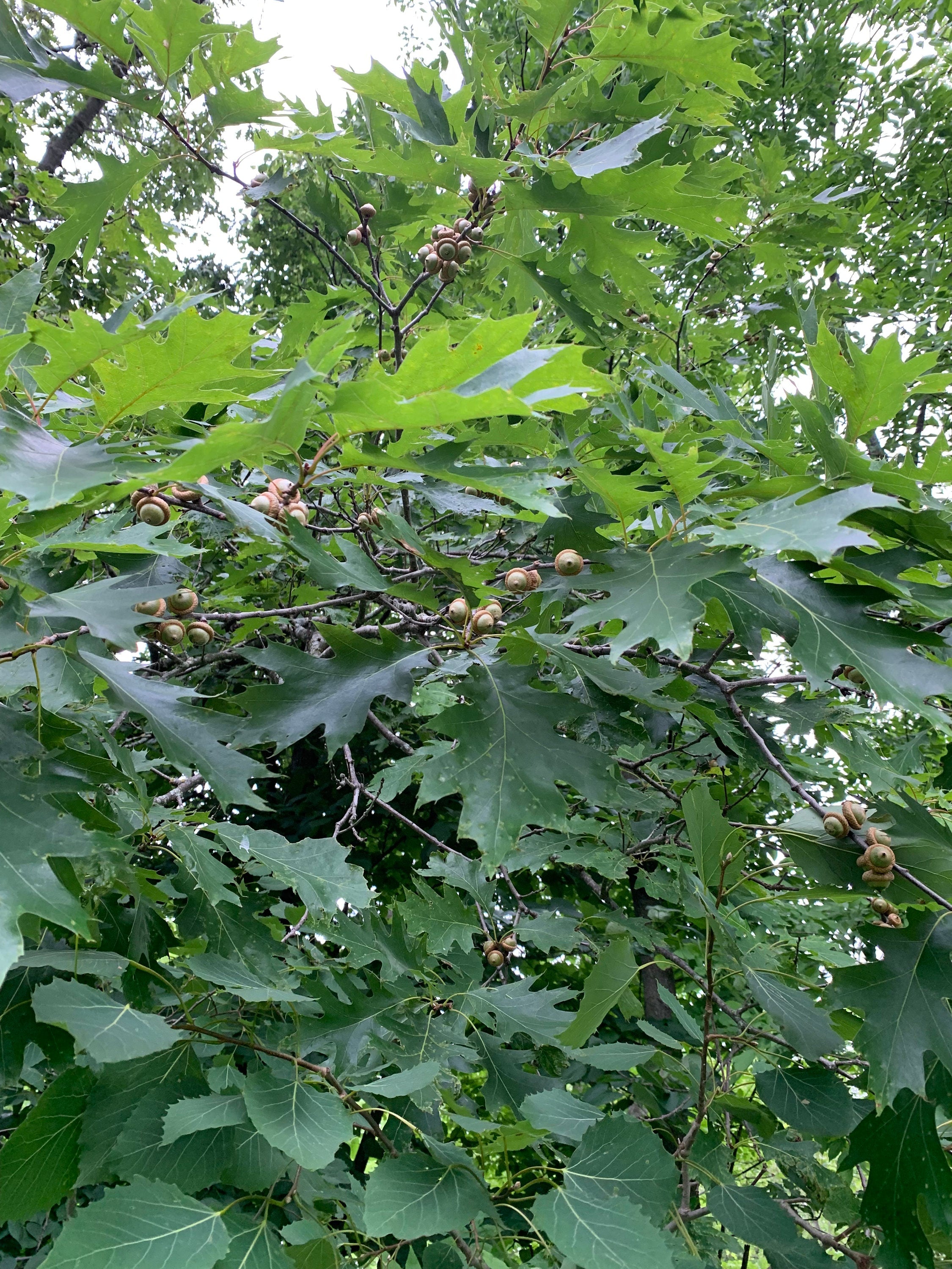 Acorns, Red Oak, Young and Green in Color, Limited Time Available, 100 Count
